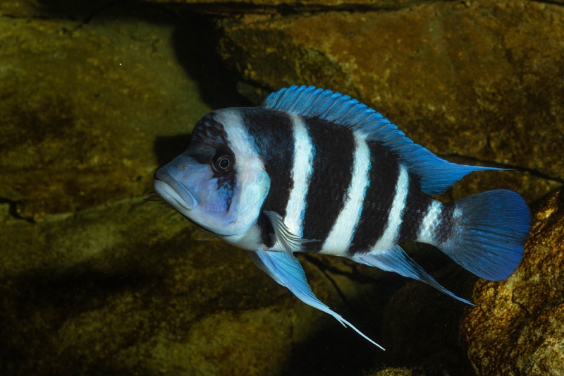 Cyphotilapia gibberosa 'Mtoto' (Moba)